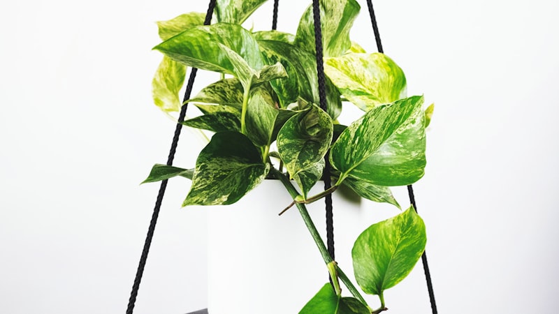 英超联赛积分榜最新排名与球队表现数据统计